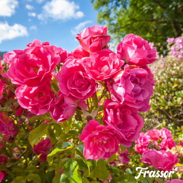 Gepflegter Garten mit Rasenfläche, Blumenbeet und Rasenkante