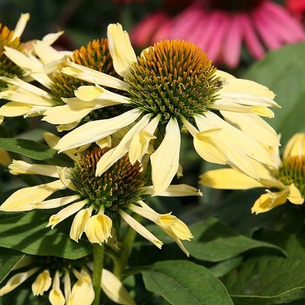Gelbe Kegelblume im Detail