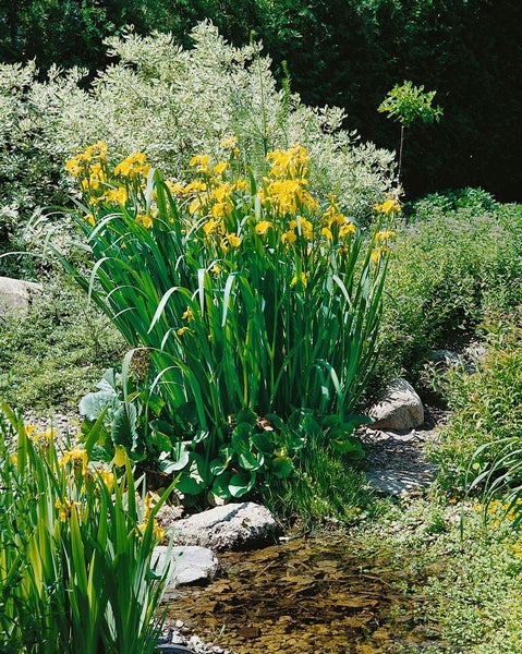 Gelbe Schwertlilien am Teich im Garten.
