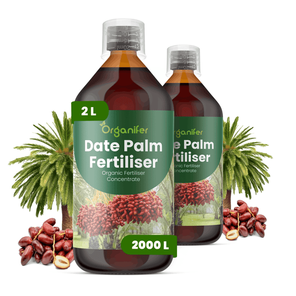 Zwei Flaschen Organifer Bio-Dattelpalmen-Dünger Konzentrat, jeweils 2 Liter.