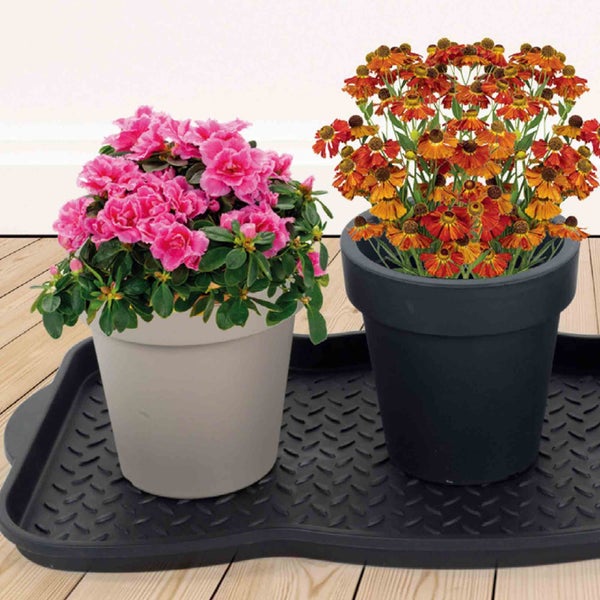 Zwei Blumen in Töpfen auf einer Abtropfschale für Blumentöpfe