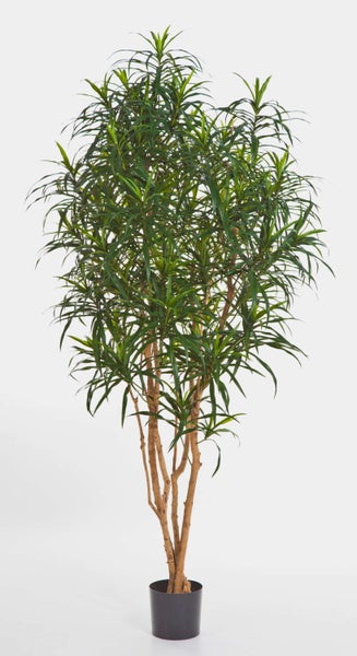 Künstliche Dracaena Reflexa Pflanze mit mehreren Stämmen in einem schwarzen Kunststofftopf.