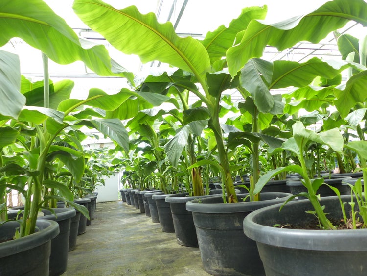 Bananenstaude als Gruppe bis 10 Pflanzen Banane Musa Basjoo 200 cm winterhart Staude japanische Faserbanane