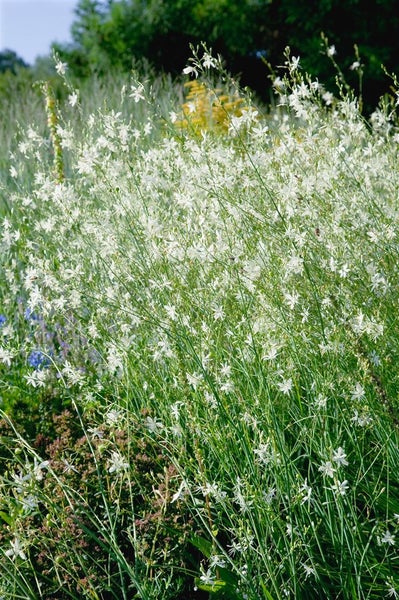 Anthericum ramosum, Ästige Graslilie, ca. 9x9 cm Topf