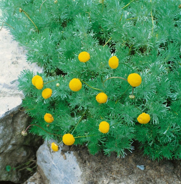 Cotula hispida, Silberkissen, silbrig, ca. 9x9 cm Topf