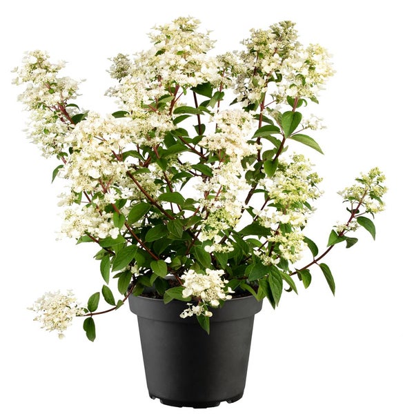 Hydrangea paniculata 'Wim's Red', Rispenhortensie, rot, 40–60 cm