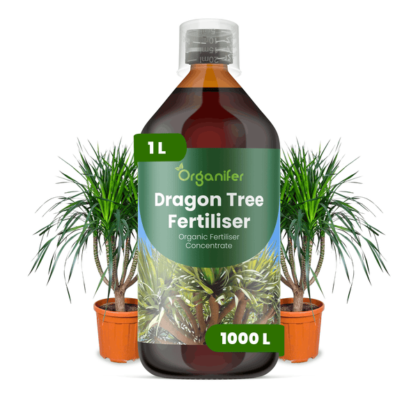 Organifer Drachenbaum-Dünger, 1 Liter Flasche, organisches Flüssigdüngerkonzentrat für Dracaena-Zimmerpflanzen.