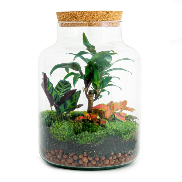 Flaschengarten Milky - DIY Pflanzenterrarium -  30 cm hoch - mit Palme Drachenbaum