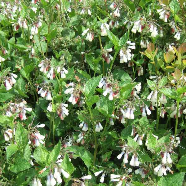Nahaufnahme einer Wiese mit blühendem Beinwell