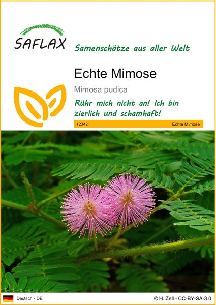 SAFLAX  - Echte Mimose - Mimosa pudica - 70 Samen