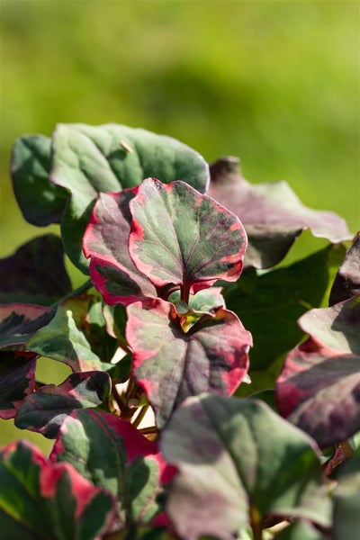 Buntes Elfenblume-Blattwerk im Detail
