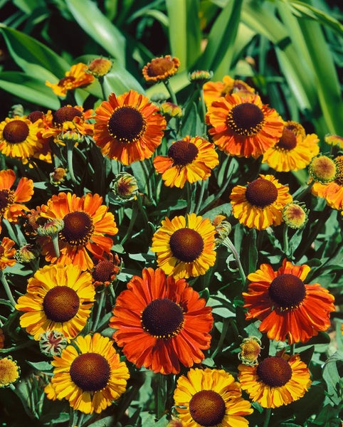Gruppe von Sonnenbraut Pflanzen mit gelben und orangefarbenen Blüten