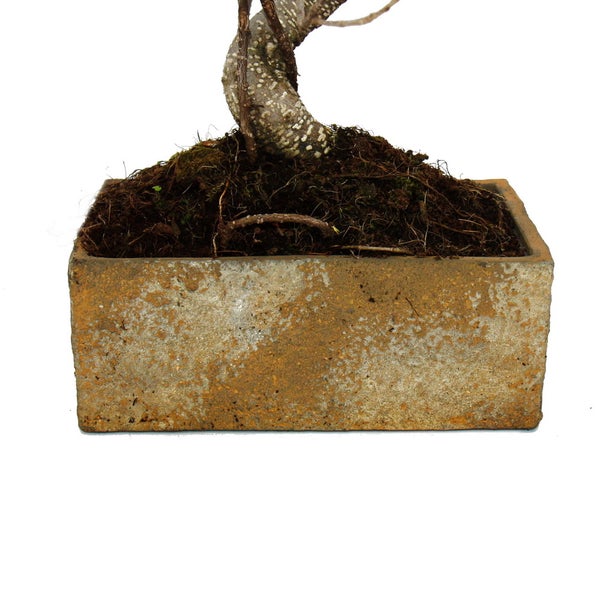 Bonsai fürs Zimmer - in moderner Trendkeramik - Zimmerbonsai Ficus - 8 Jahre alt - Steinoptik