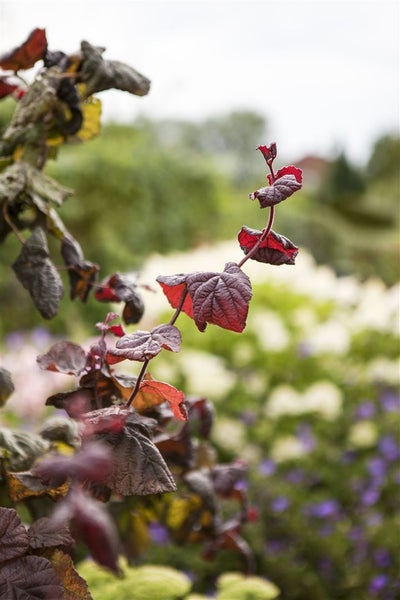 Corylus maxima 'Red Majestic' -S-, Purpur-Hasel, rotblättrig, 40–60 cm