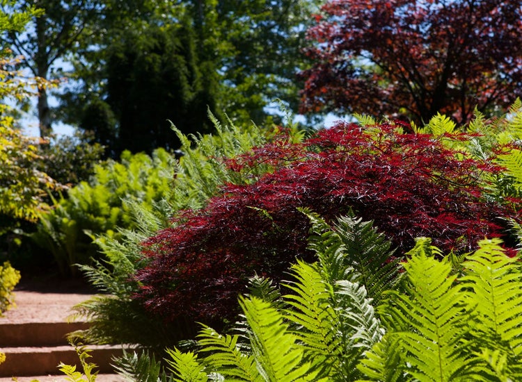Acer palmatum 'Dissectum Garnet', Japanischer Ahorn, rotlaubig, 30–40 cm