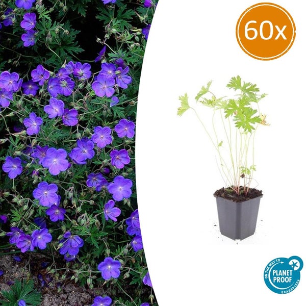 Geranium Rozanne Storchschnabel in Blüte und als Jungpflanze im Topf, 60 Stück, On the way to Planet Proof zertifiziert.