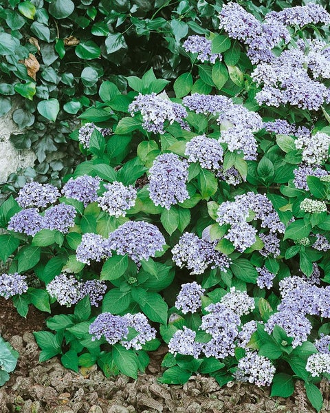 Hydrangea macrophylla 'Ayesha', Hortensie, rosa, 30–40 cm