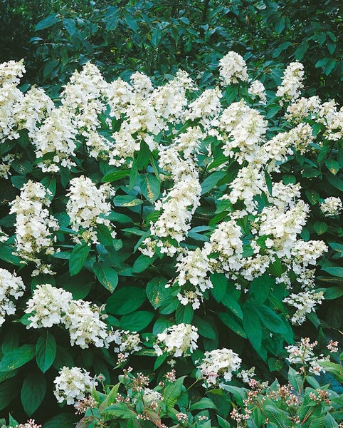 Hydrangea paniculata 'Grandiflora', Rispenhortensie, weiß, 100–125 cm