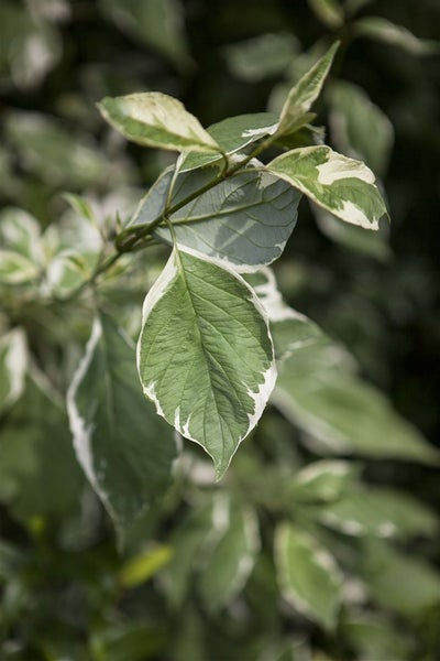 Cornus alba 'Elegantissima', Weißer Hartriegel, 100–125 cm