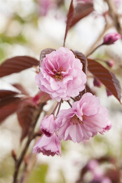 Prunus serrulata 'Royal Burgundy', Zierkirsche, dunkelrosa, 40–60 cm