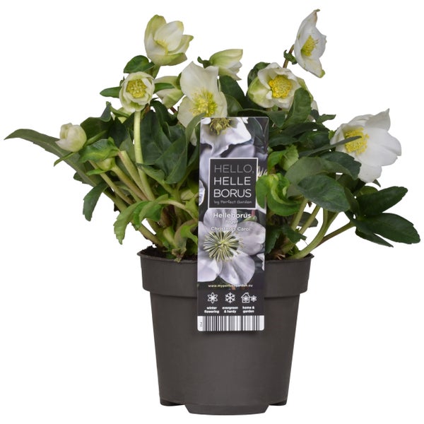 Helleborus 'Christmas Carol' - Winterblüher - Pflegeleicht - ⌀12 cm - ↕20 cm