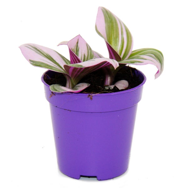 Mini-Pflanze Dreimasterblume Tradescantia Nanouk pflegeleichte hängende Zimmerpflanze 5,5cm Topf