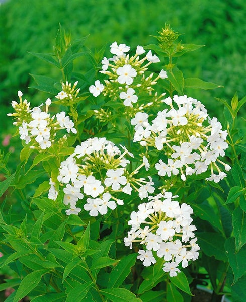 Phlox douglasii 'White Admiral', Teppichphlox, weiß, ca. 9x9 cm Topf