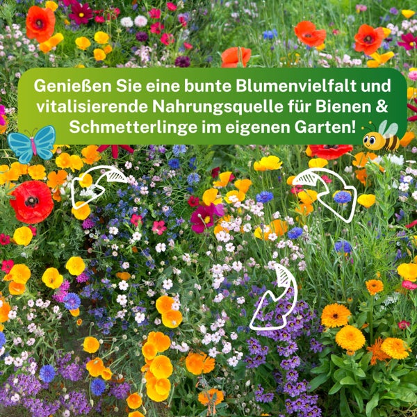 Greenyp Sommer Blumenmischung I 100g für 100m² I Sommerblumenwiese - für Bienen & Schmetterlinge I Blumensamen Mischung ein- und mehrjährig