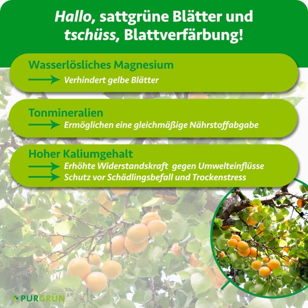 Purgrün Logo. Infografik zu Dünger-Vorteilen: Magnesium gegen Blattverfärbung, Tonmineralien für Nährstoffabgabe und Kalium für Widerstandskraft.