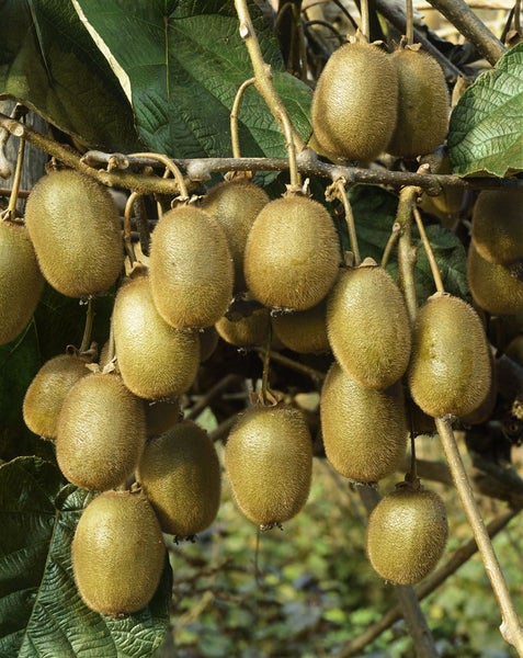 Actinidia chinensis 'Jenny', Kiwi, selbstfruchtend, 40–60 cm