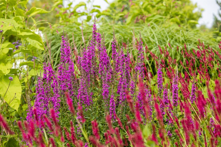 Lythrum salicaria, Blutweiderich, purpurrosa, ca. 9x9 cm Topf