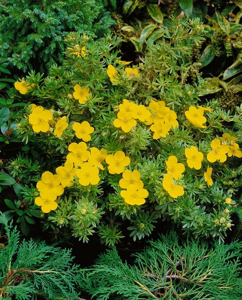 Potentilla 'Goldfinger', Fingerstrauch, gelb, ca. 9x9 cm Topf