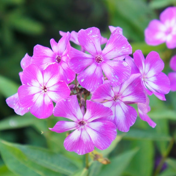 Bloomique - 3er Set - Phlox Paniculata Laura - Phlox - Gartenpflanzen - Winterhart - Höhe 10-20 cm - Topf 9x9 cm