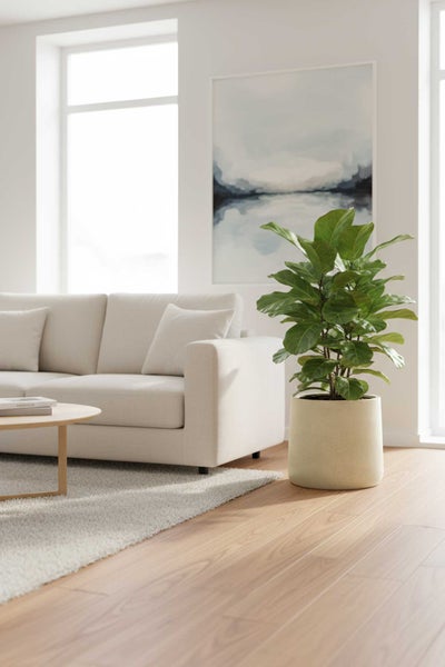Helles Wohnzimmer mit einer Ficus lyrata Zimmerpflanze im runden Pflanztopf, beigem Sofa und hellem Holzboden.