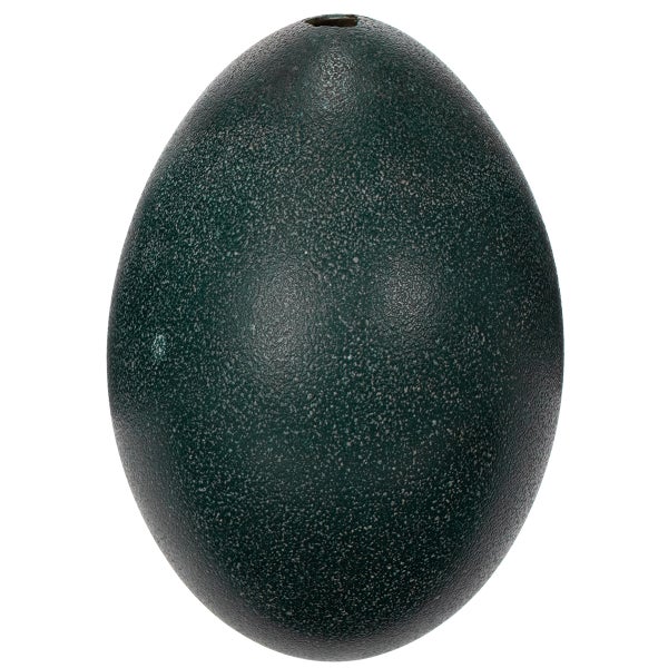 Straußenei mit Loch