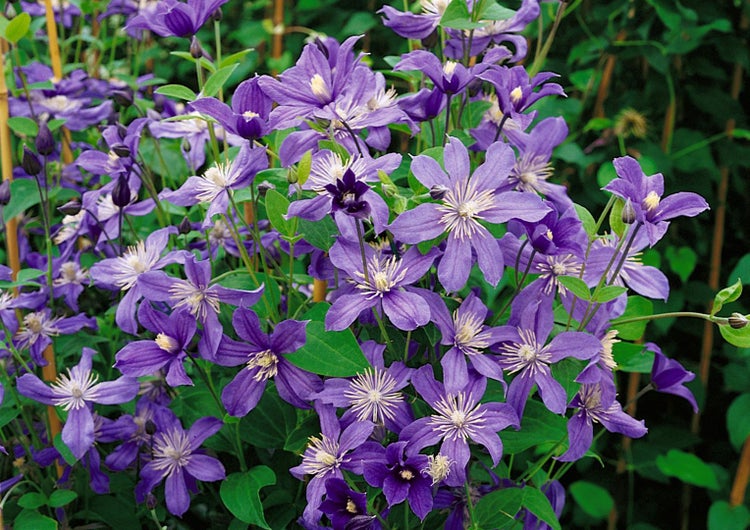 Clematis integrifolia 'Arabella', Stauden-Waldrebe, blauviolett, 40–60 cm