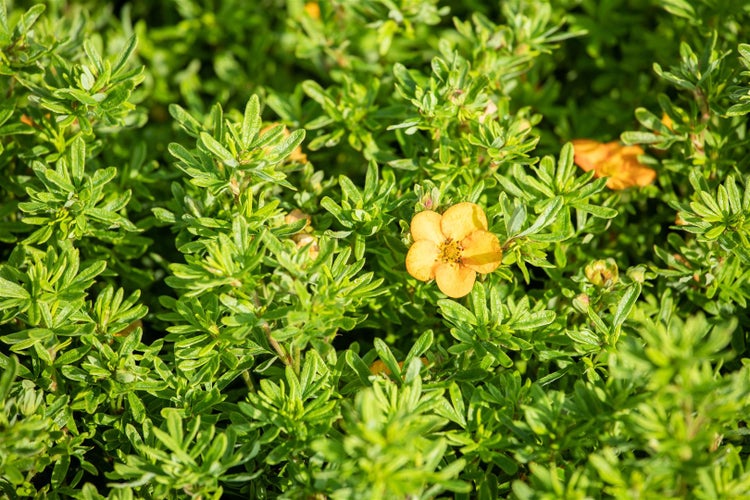 Potentilla fruticosa 'Bella Sol', Fingerstrauch, gelb-orange, 25–30 cm