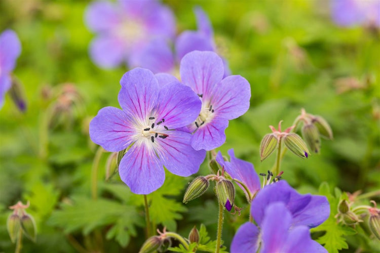 Geranium himalayense 'Baby Blue', Storchschnabel, hellblau, ca. 9x9 cm Topf