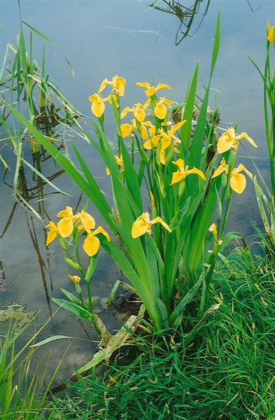 Iris pseudacorus, Gelbe Schwertlilie, ca. 9x9 cm Topf