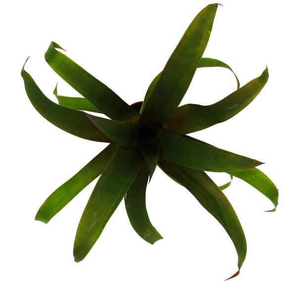 Mini-Bromelien-Set Nature's Touch - 4 Pflanzen mit ausgefallener natürlicher Optik - 5,5cm Topf