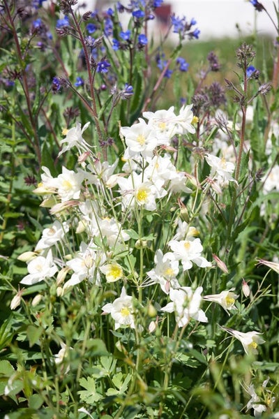 Aquilegia vulgaris 'Winky Weiß-Weiß', Akelei, weiß, ca. 9x9 cm Topf