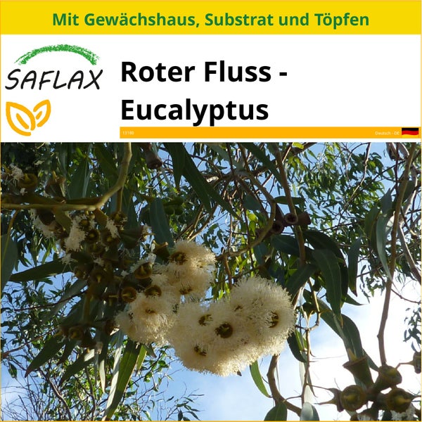 SAFLAX Anzucht Set - Roter Fluss - Eucalyptus - Eucalyptus camaldulensis - 200 Samen - Mit Mini-Gewächshaus, Anzuchtsubstrat und 2 Töpfen