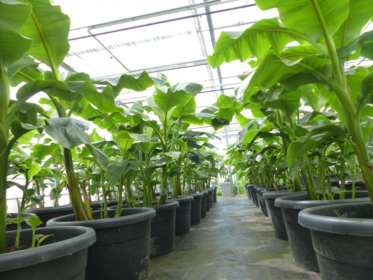 Bananenstaude als Gruppe bis 10 Pflanzen Banane Musa Basjoo 200 cm winterhart Staude japanische Faserbanane