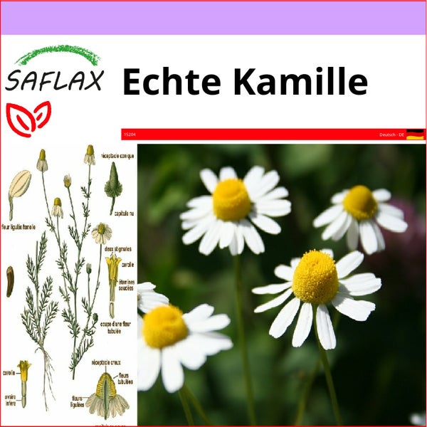 SAFLAX  - Echte Kamille - Matricaria chamomilla - 300 Samen