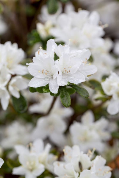 Rhododendron obt. 'Kermesina Alba', weiß, 30–40 cm