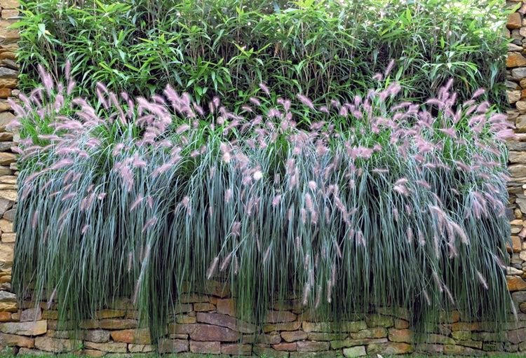 Dekorative Ziergräser und Bambus vor einer Steinmauer im Garten