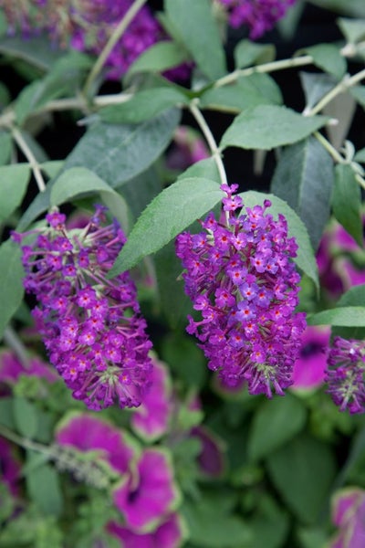 Nahaufnahme von Schmetterlingsflieder mit lila Blüten und grünen Blättern
