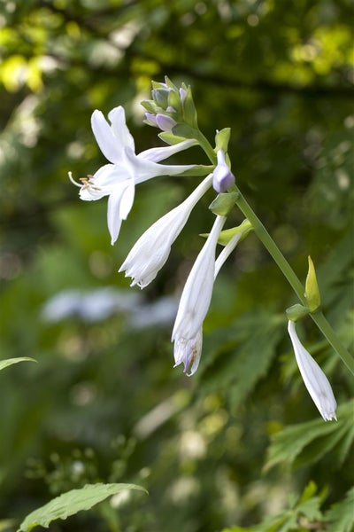 Hosta plantaginea 'Royal Standard', Duftende Funkie, ca. 11x11 cm Topf
