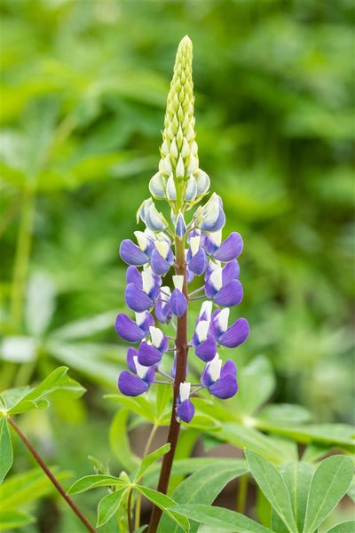 Lupinus polyphyllus 'Kastellan', Lupine, violett, ca. 11x11 cm Topf