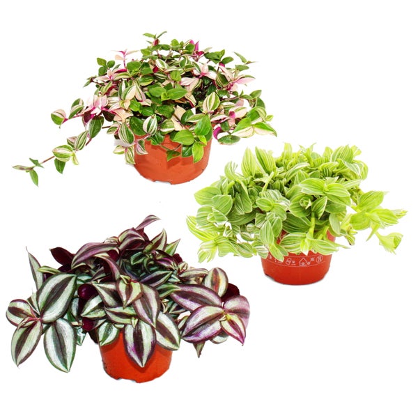 Zimmerpflanzen-Trio Dreimasterblume Set mit 3 verschiedenen Tradescantia-Arten Dreimasterblume Wasserhexe